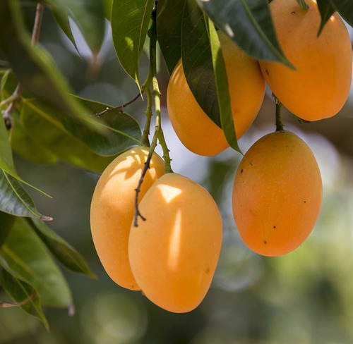 Mango Alfonso Alta Producción ( Injerto ) (certificado)