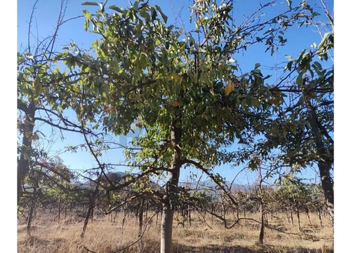 Terreno De 4700 M2 En Olivar Bajo