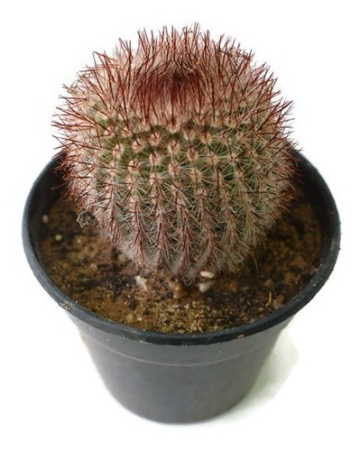 Semillas De Cactus Notocactus Scopa Rubra Raro Original