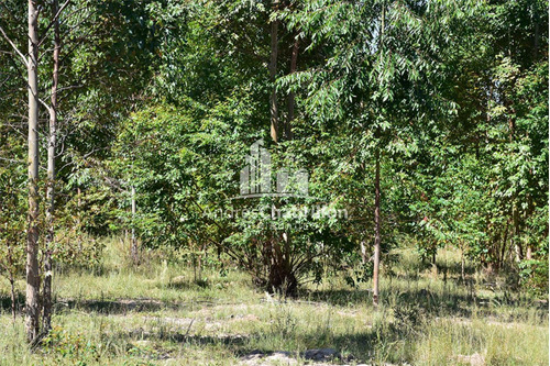 Imagen 8 de 11 de Campo Forestado En Estacion Yerua