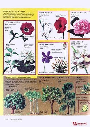 Atlas De Botánica