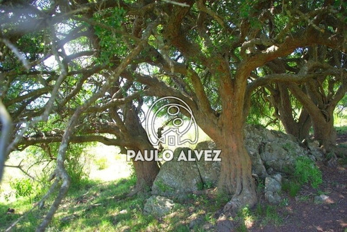 Imagen 29 de 30 de Chacras-venta-cerros-azules-ch069