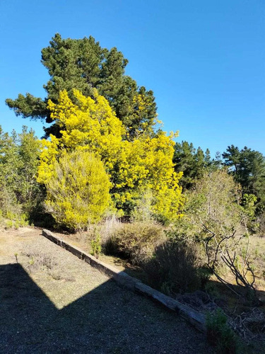 Algarrobo (120519)