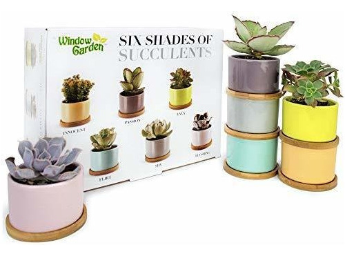 Macetero  Window Garden Seis Sombras De Macetas Suculentas: 