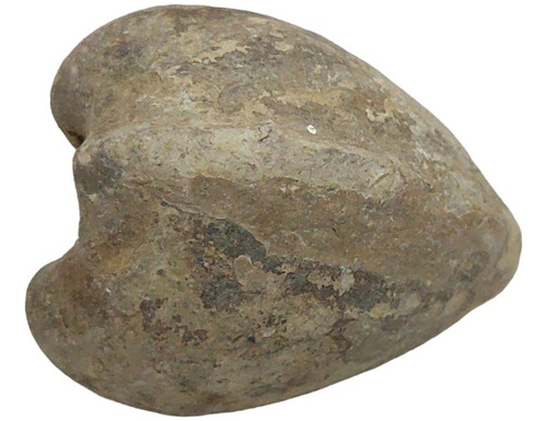 Almeja Especimen Fosil Piedra 100% 157 Gramos $ 270.000