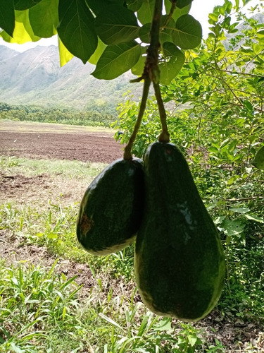 Plantas De Aguacate Injertado Cultivar Pollock, Choquette