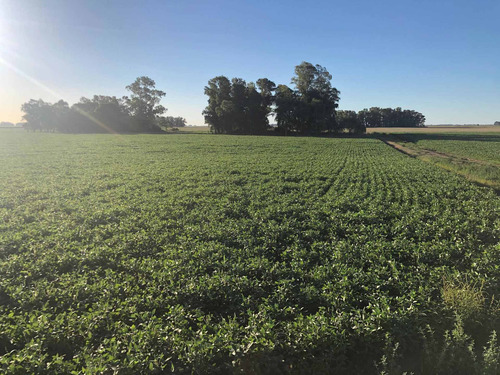 Imagen 8 de 10 de Campo 93 Hectareas