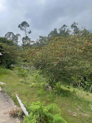 Vendo O Permuto Finca En Fusagasuga Vereda Guchipas