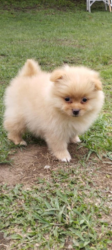 Hermosa Pomerania Mini Cachorros En Venta Barranquilla Perro