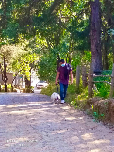 Paseo De Perros Cdmx