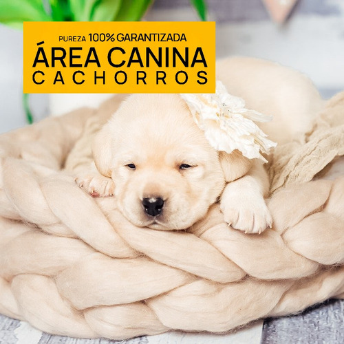 Cachorros Puros En Canning Y San Vicente, Tambien Envios