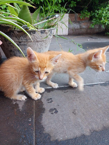 Hermosos Gatitos Siames Tabby Orange