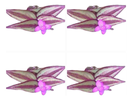 100 Mudas De Lambari Roxo