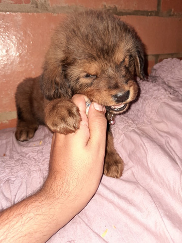 Cachorro Mastín Tibetano Pereira Pura Raza Animal Pets 