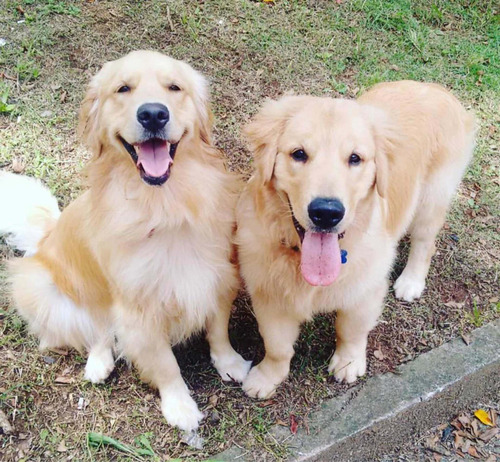 Imagen 2 de 10 de Cachorros Golden Retriever Cali Medellin Bogota