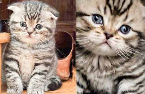 Filhote Gato Scottish Fold