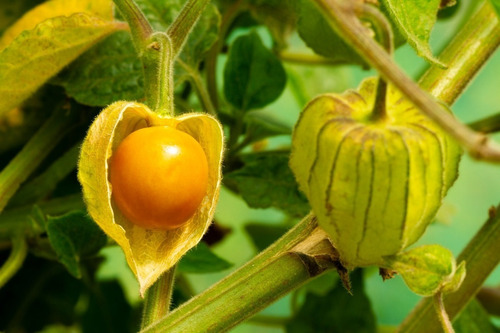 Semillas Tomatillo Naranja Organico P. Cultivo Uchuva Uvilla