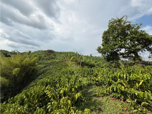Venta Finca Circasia Cafe - Platano - Banano - 12.5 Cuadras