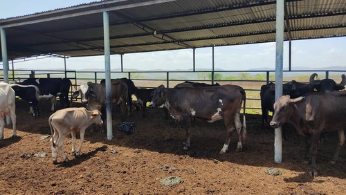 Imagen 4 de 30 de En Venta Agropecuaria, Sector El Jobal-aragua Att- Eb-ln