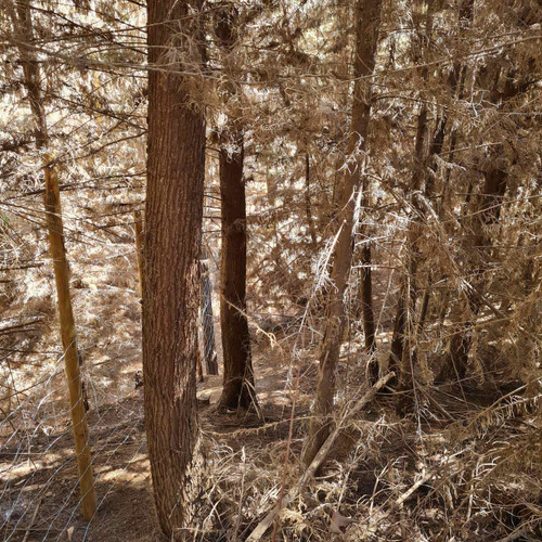 Bosque De Cipres En Zona Urbana
