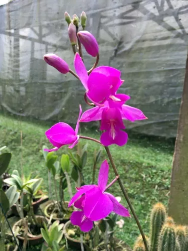 Orquídea Bletia Catenulata Terrestre Exótica