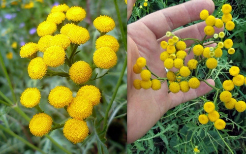 100 Semillas De Tanaceto Tansi Tanacetum Vulgare