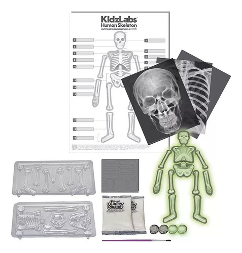 Set Infantil Ciencia Armar Esqueleto Humano Brilla Oscuridad