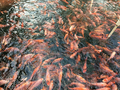 Imagen 10 de 10 de Tilapias Rojas Y Gris Al Por Mayor Y Detalle