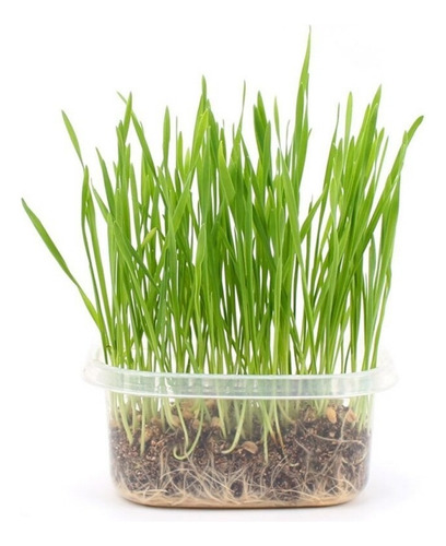 Semilla Catnip Cat Grass Juguete Gato Hierba Gatera Pasto
