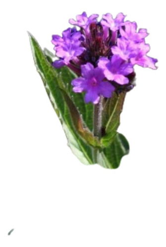 Verbena Rigida Planta Nativa Pastizal
