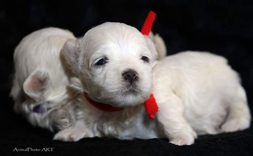 Maltes Malteses Hermosos Cachorros