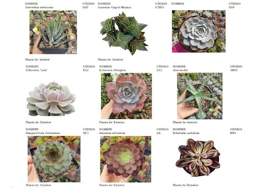 Plantas Suculentas Pequeñas, Un Detalle Vivo.