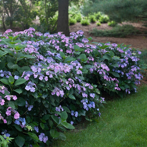 Hydrangea Serrata, Hortensia, Rosa Para Enamorados E04