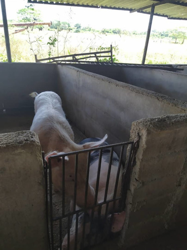 Imagen 22 de 24 de Venta Granja En La Ciudad Valencia Estado Carabobo