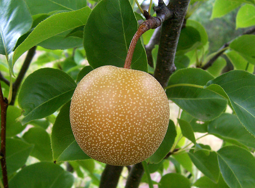 Pera Nashi Asiática Con Frutos Peral Árbol Injertado Boedo