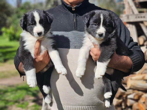 Border Collie Cachorros Machos Y Hembras Negro Y Blanco