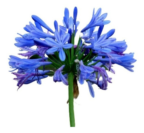 Agapanto - Agapanthus Africanus 1 Muda - Viveiro Beija-flor | Parcelamento  sem juros