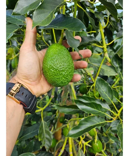 Se Vende Finca En Produccion Aguacate Hass Pijao Quindio