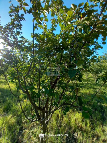 Imagen 11 de 23 de Finca Productiva De 17ha En General Alvear - Mendoza