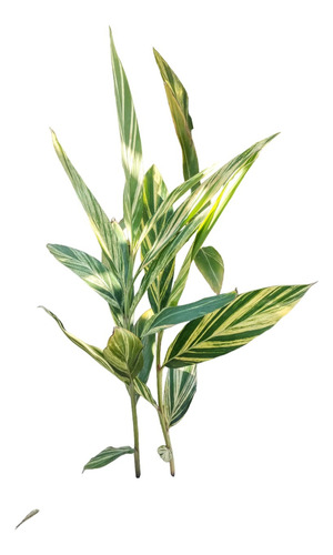 Alpinia Zerumbet Variegada - Sol / Semi Sombra - M 4 Litros
