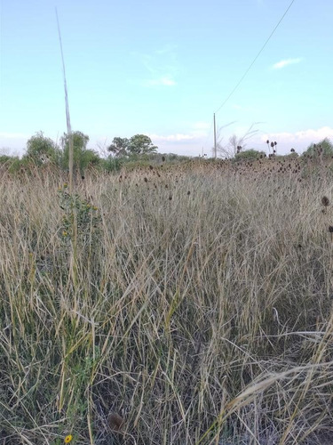 Imagen 7 de 9 de Campo En Sarandi (zona Esceula N° 17)