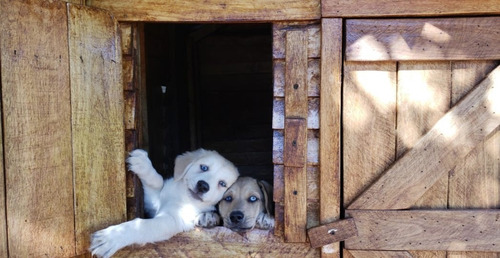 Cucha Casa Para Perro Grande - Modelo Premium