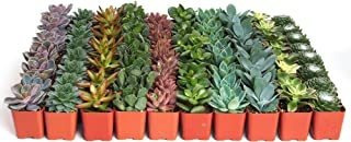 Suculentas Shop Succulents, Colecci & ;oacute;n Variada