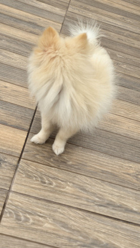 Filhote De Spitz Alemão(lulu Da Pomerânia)macho E Fêmea