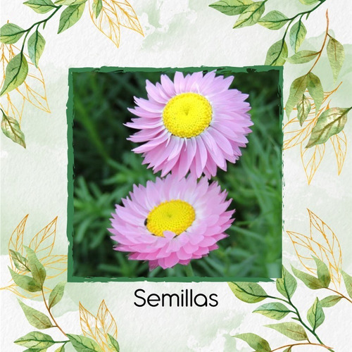 Semillas Varias