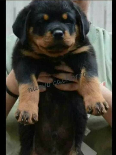 Rottweiler Cachorros Reserva