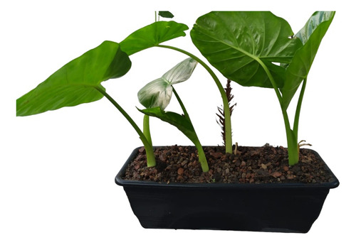 Planta Alocasia - Oreja Elefante Para Regalar