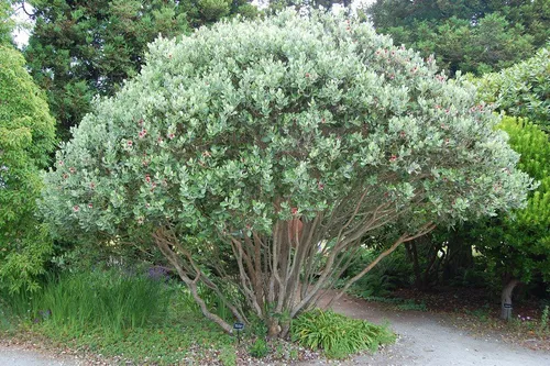 Guayabo Nativo - Feijoa Sellowiana - Frutal Nativo