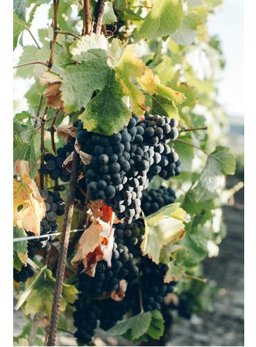 Vino Tinto Viñas De Balbo Clásico 750 Ml