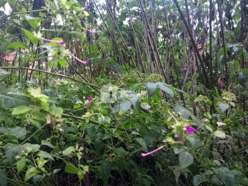 Imagem 5 de 7 de Terreno, Jardim Monte Verde (caucaia Do Alto), Cotia - R$ 100 Mil, Cod: 4172 - V4172